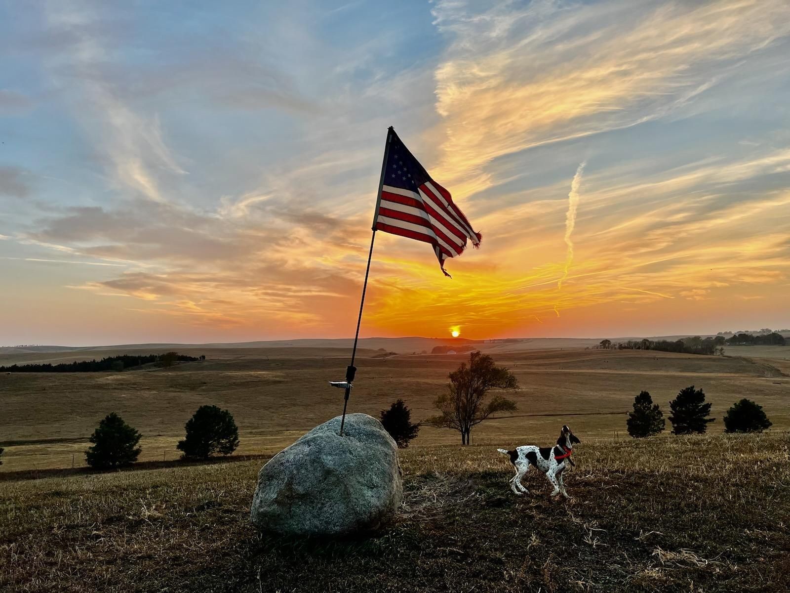 Hunting Dogs