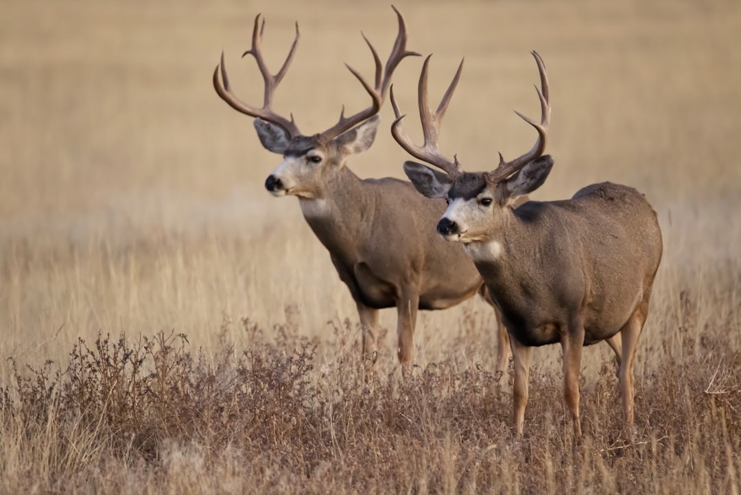 A pair of mule deer at Rocky Mountain Arsenal